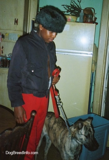 A person in red pants is standing next to and holding the leash of a brindle Staffy Bull Pit dog that is looking to the right in a kitchen. There is a yellow refrigerator next to them. The guy holding the dog has a fur hat on.