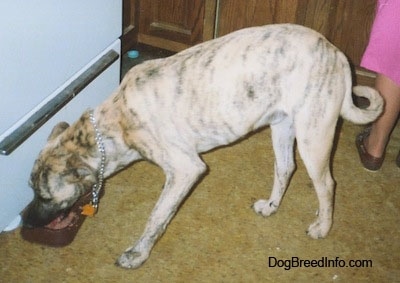 The left side of a brindle Staffy Bull Pit that is standing on a yellow tiled floor eating out of a food bowl. Behind it is a person in a pink dress. The dog's tail curls up at the tip.