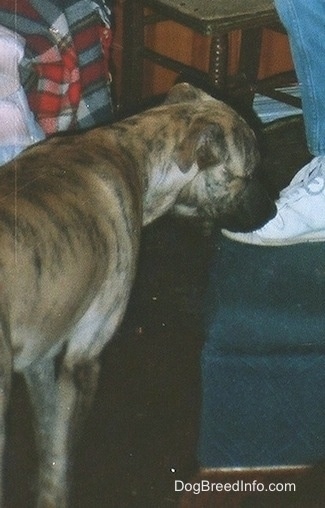 The back right side of a tan brindle Staffy Bull Pit dog that is standing next to an ottoman that a person is standing on. The dog is sniffing the white sneaker of the person on the ottoman.