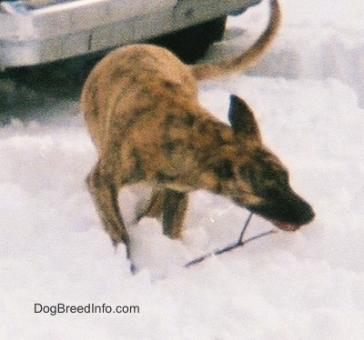 A tan brindle Staffy Bull Pit has a stick in its mouth and it is standing in snow in front of a car.