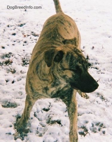 Front view - A tan brindle Staffy Bull Pit is standing in snow and it is looking to the right.