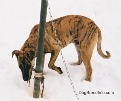 A brindle Staffy Bull Pit is standing in snow and it is sniffing the bottom of a pole that is in front of it.