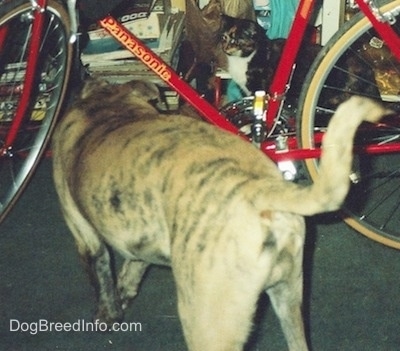 The back end of a tan brindle Staffy Bull Pit dog that is walking towards a red Panasonic 10 speed bike that is in front of it. There isa  calico cat behind the bike.
