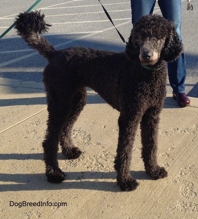 The right side of a thick curly coated, black Standard Poodle dog standing across a concrete surface looking forward.