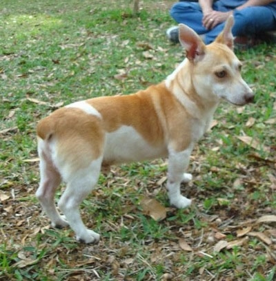 The back right side of a short legged, low to the ground, tan and white Teddy Roosevelt Terrier that is standing across grass and it is looking to the right.