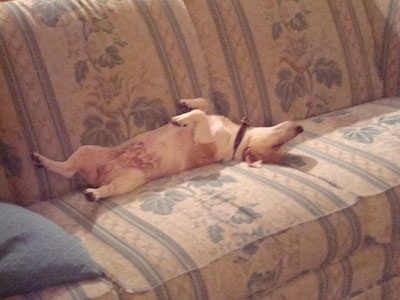 A tan and white Teddy Roosevelt Terrier is sleeping belly up on a couch. It has a long pointy snout.