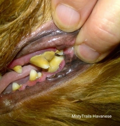 A person pulling back the hair near a dogs mouth to expose its very yellow, dirty teeth.