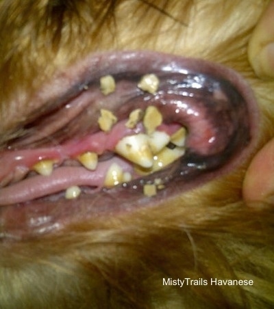 A person is pulling the hair around a dogs mouth to expose its dirty teeth and the gunk scraped in chips all around its lips.