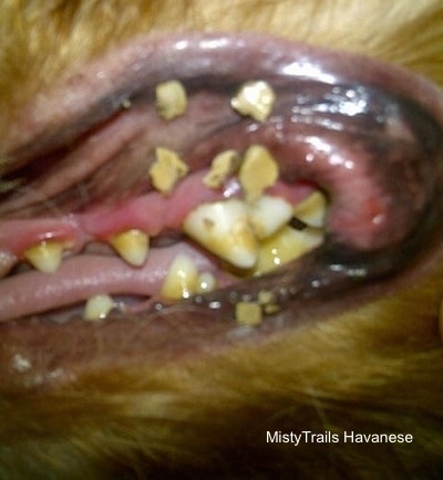 Close up - The dirty and gunky mouth of a dog. There are pieces of tarter all around its lips.