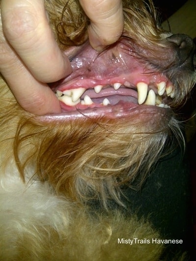 A person is using their hand to lift the lip of a brown longhaired dog to expose its clean teeth.