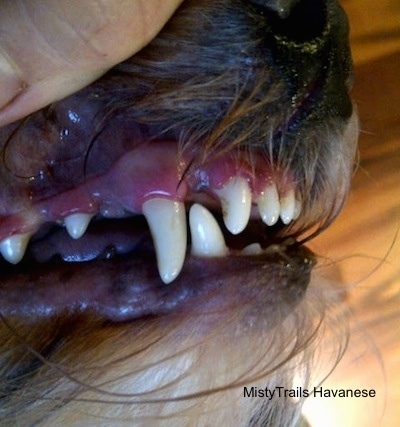Close up - A person is using their hand to lift the lip of a dog and to expose its clean teeth.