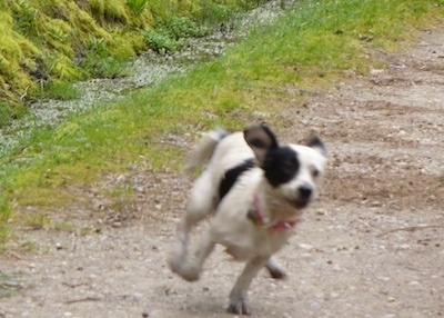 Action shot - A white with black Toy Fox Beagle dog running down a dirt path. The dogs ears are flapping around and two of its paws are in the air.
