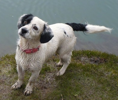 Front side view - A wet white with black Toy Fox Beagle dog standing on a small grass area and there is a body of water behind it. It is looking up and to the left. The dog has a red collar on, ears that hang down to the sides, brown eyes, and a long tail that is level with its body.