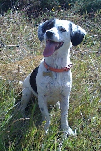 The front left side of a white with black Toy Fox Beagle dog sitting in grass looking to the left. Its mouth is open and its tongue is sticking out.The dog looks happy.