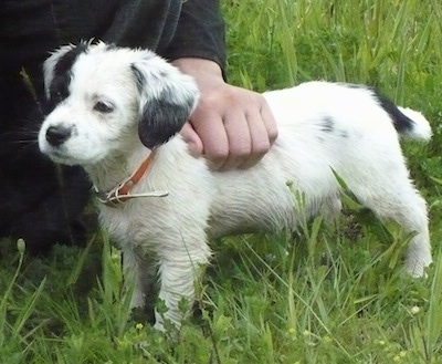 The left side of a small white with black Toy Fox Beagle puppy standing in grass looking to the left. There is a person kneeling behind it and rubbing its back. The dogs legs and under belly looks wet from the tall grass.