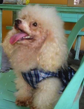 The front left side of a thick-fluffy coated, tan Toy Poodle dog wearing a sweater, it is sitting in a plastic green chair, it is looking up and to the left, its mouth is open, its tongue is out and it looks like it is smiling.