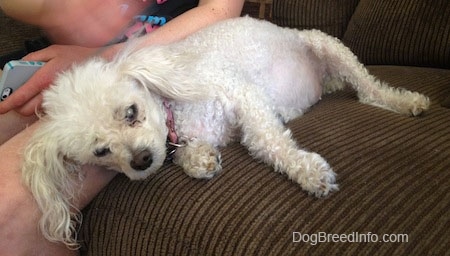 A white Toy Poodle dog laying on a couch against a person's leg. The dog's eyes are white and it is blind.