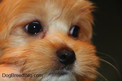 Close Up face shot - A Toy breed dog is looking to the right