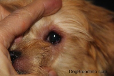 Close Up - A toy breed dog has a persons hand moving the fur out of its eyes so the redness is exposed