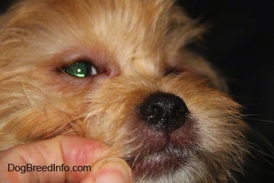 Close Up - A toy breed dog with irritated red swollen eyes and snout