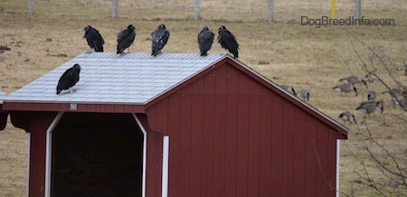 Backside of Black Vultures sitting on a barn with lots of geese in the background