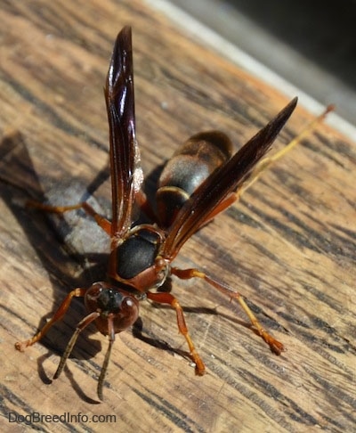 Close Up - Paper Wasp standing on a wooden post