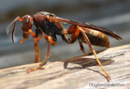 Right Profile Close Up - Paper Wasp on a wooden surface