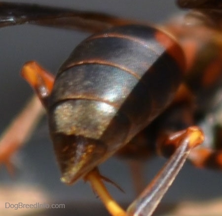 Close Up - Paper Wasp's Stinger
