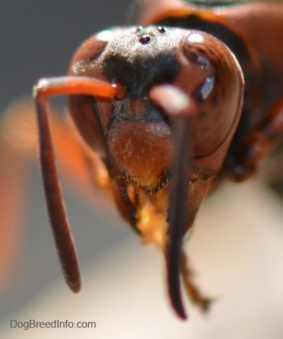 Close Up - Paper Wasp Head