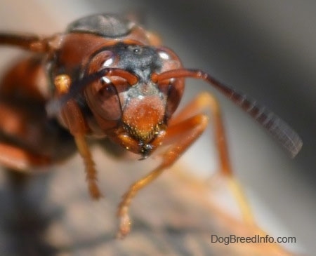 Close Up - Paper Wasp head in the air