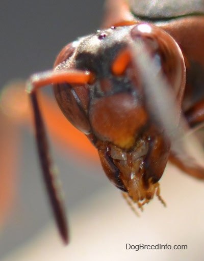 Very close up shot of paper wasp head in the air