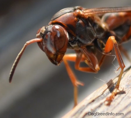 Front end of a paper wasp on a wooden surface
