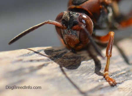 Paper Wasp head on a wooden surface