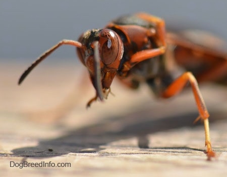 Close up view of the front end of a paper wasp