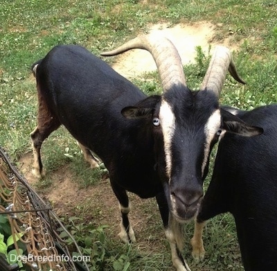 Close up - A black with white goat is standing next to a chain link fence looking up. There is a second black goat next to it.