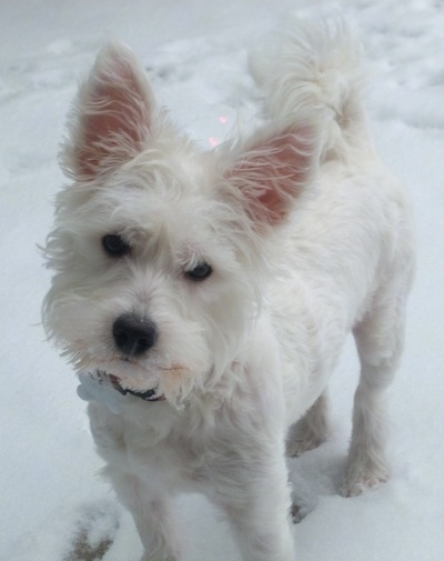 A small white Wee-Chon dog is standing outside in snow. It is looking forward and its head is tilted to the right.
