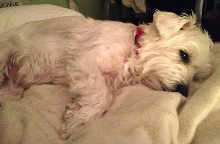 A white Wee-Chon, that is wearing a red collar, is laying on its side on a bed. The dog has longer hair on its face and under belly and shorter hair on its back.