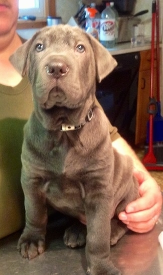 A gray Weim-Pei puppy that is sitting on a table and looking up. There is a person standing to the left of the puppy. It has a gray nose, gray eyes and wrinkly extra skin and a wide chest with small drop ears.