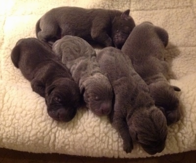 A Litter of Weim-Pei puppies that are laying on a fluffy rug. They have extra wrinkly skin.