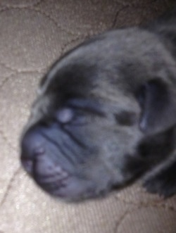 Close up - A dark gray Weim-Pei puppy that is sleeping on a rug.