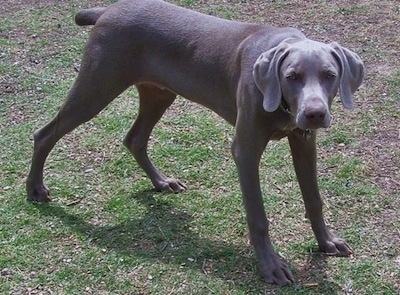 The front right side of a gray Weimaraner dog that is standing across a field. It is in a submissive stance with its head and tail being held low. It has large wide soft ears that hang down to the sides and a docked tail.