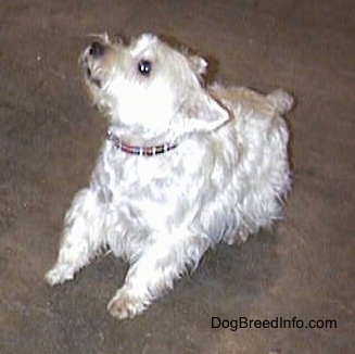 A West Highland White Terrier dog is about to jump up while standing on a concrete surface, it is looking up and to the left.