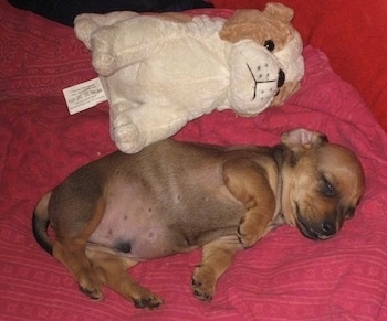 Subbu the Dachshund Puppy laying on a bed next to a plush toy of a dog