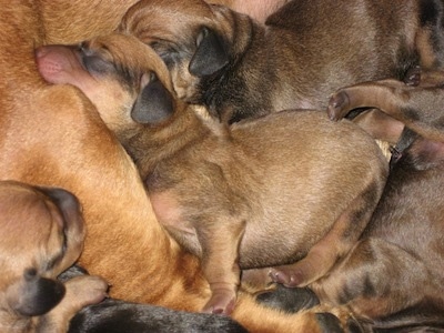 Close Up - A pile of Puppies sleeping against their mother
