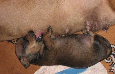 close up - Puppy nursing