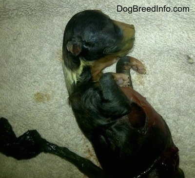 A stillborn puppy that is on top of a carpeted surface.