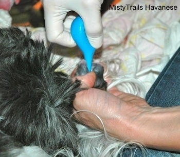 Fourth puppy was born, but it needs to be drained of fluids