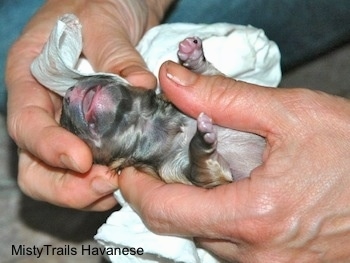 Close Up - Puppy taking his first breath