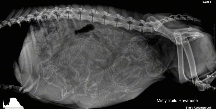 Side View - x-ray of a lot of puppies inside of a dam