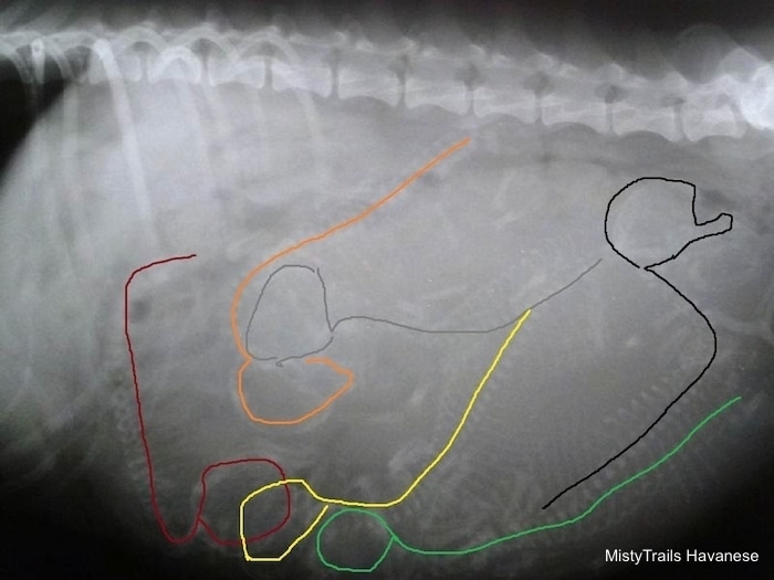 Close Up Side View - x-ray of six puppies in a dam